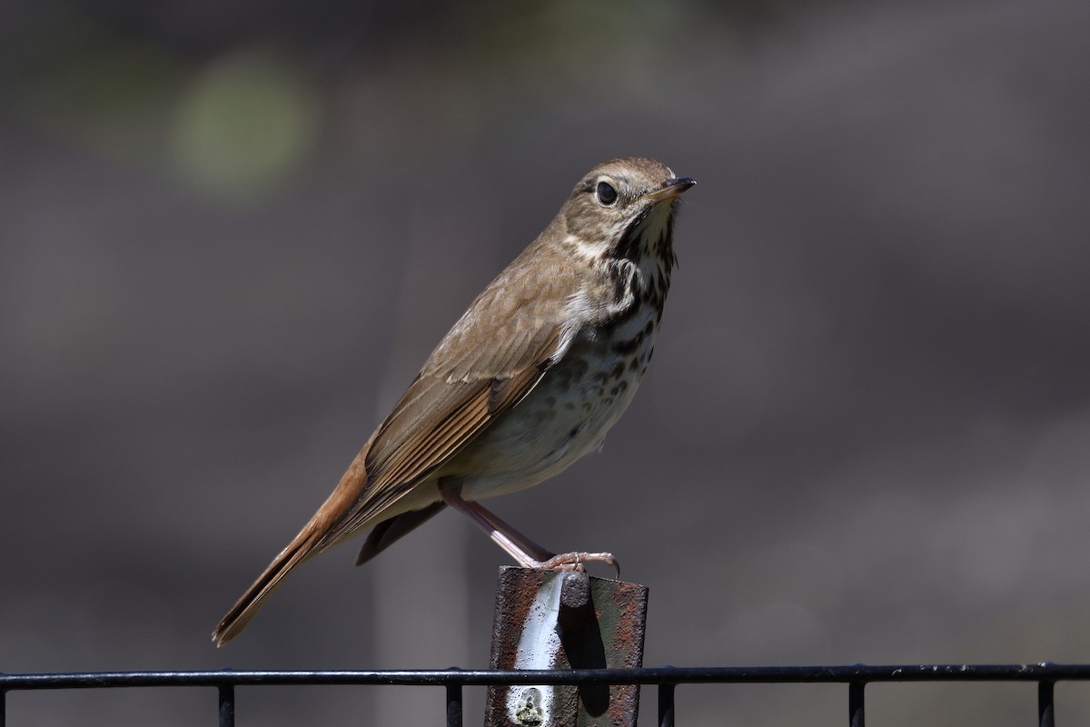 Hermit Thrush - terence zahner