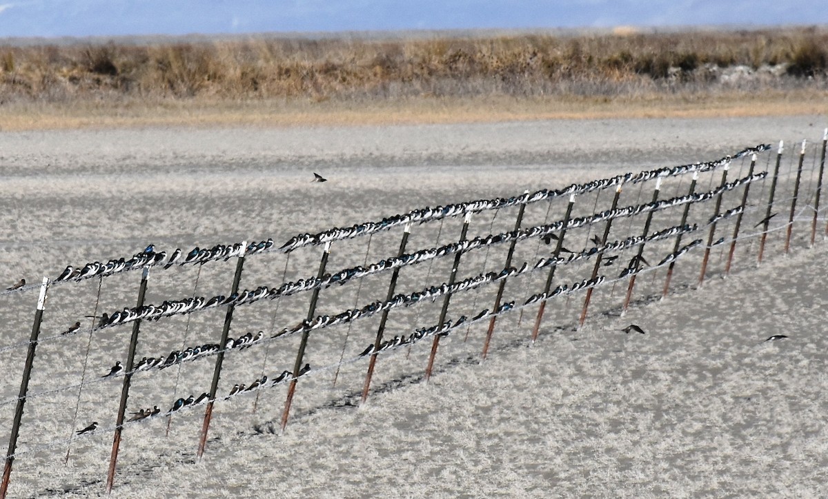 Tree Swallow - ML103523251