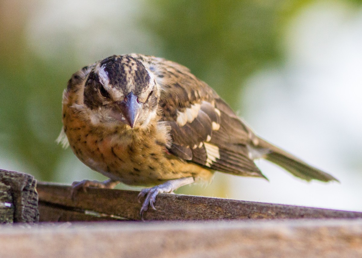 Rose-breasted Grosbeak - ML103523831