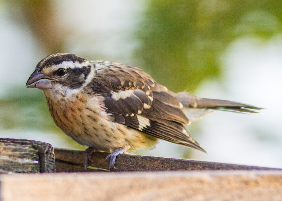 Rose-breasted Grosbeak - ML103523851