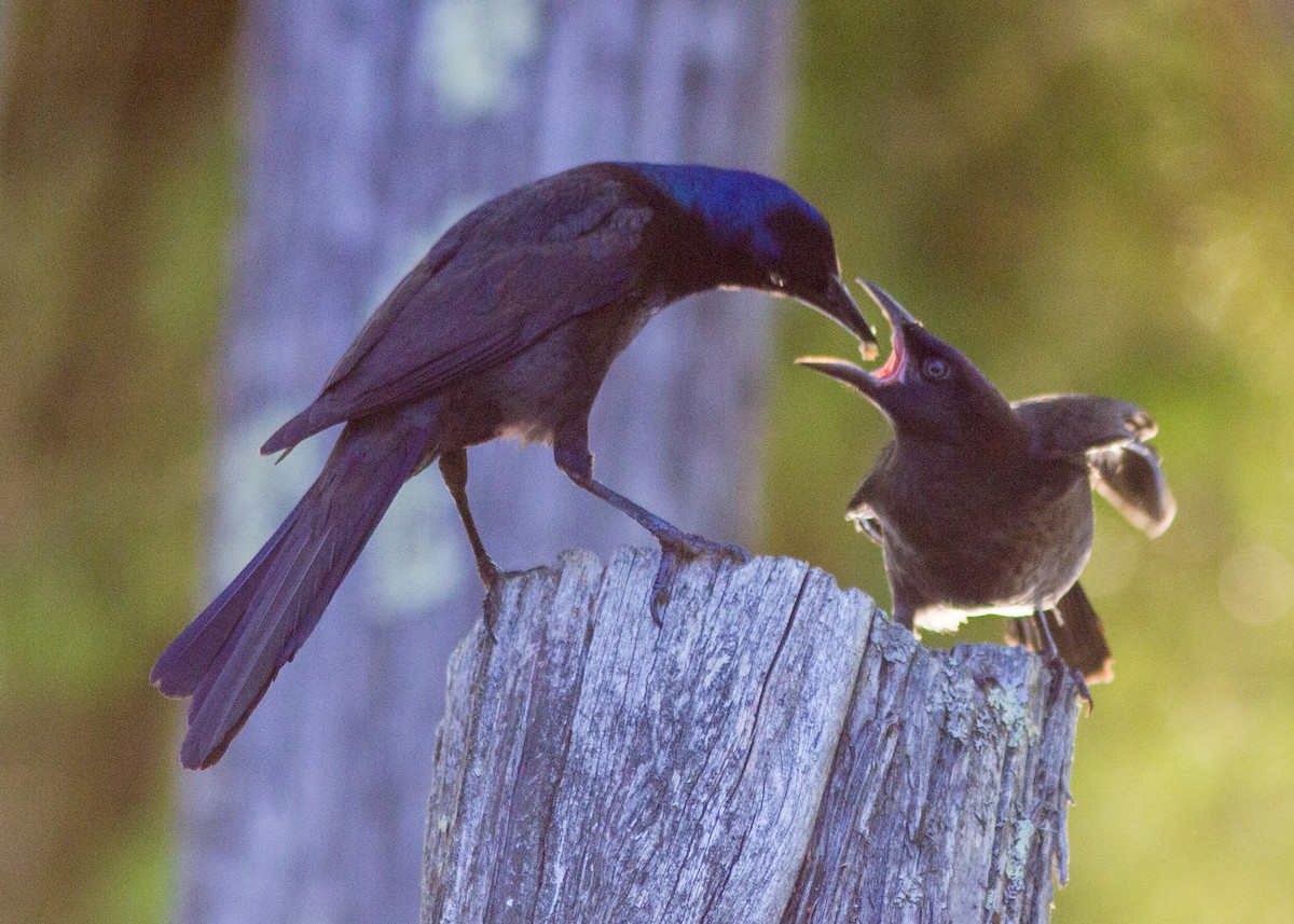 Common Grackle - ML103524571