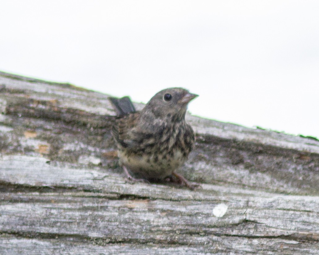 Junco ardoisé - ML103525321