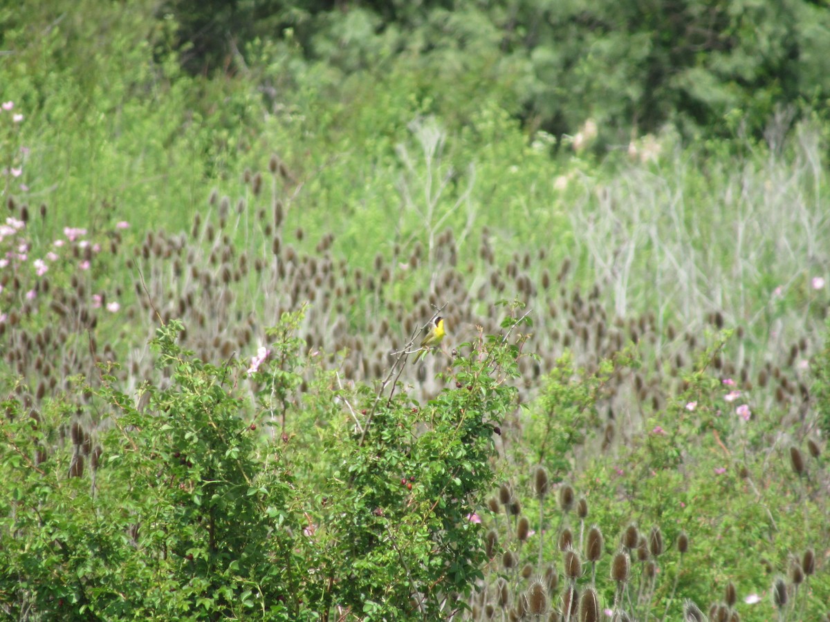 Common Yellowthroat - Kaitlyn Strickfaden