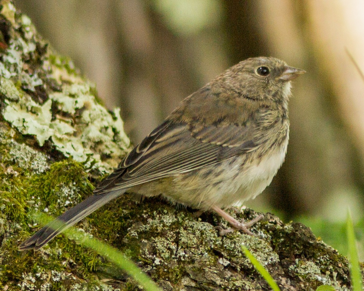Junco ardoisé - ML103525531