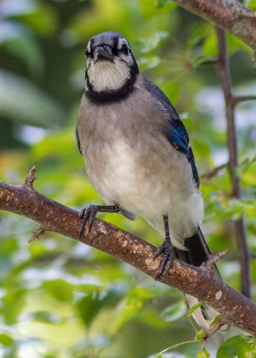 Blue Jay - ML103525871