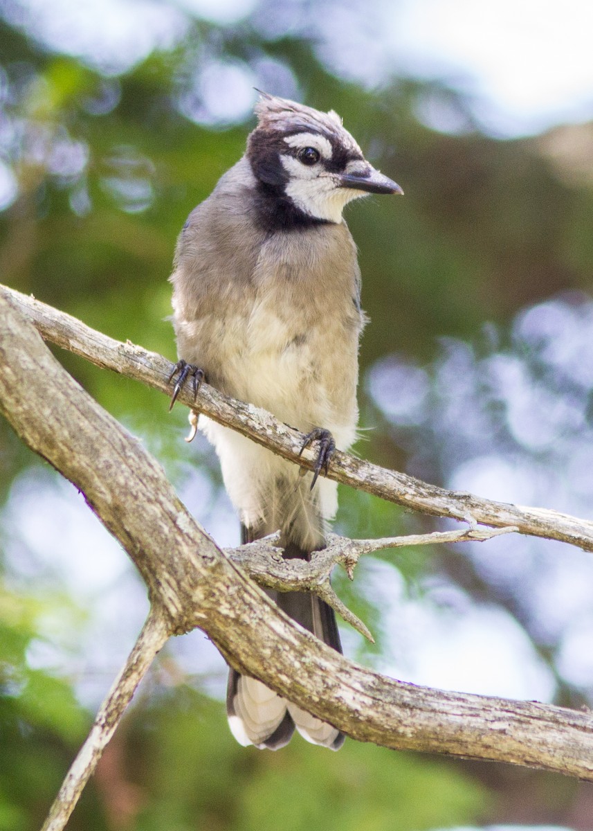 Blue Jay - ML103525891