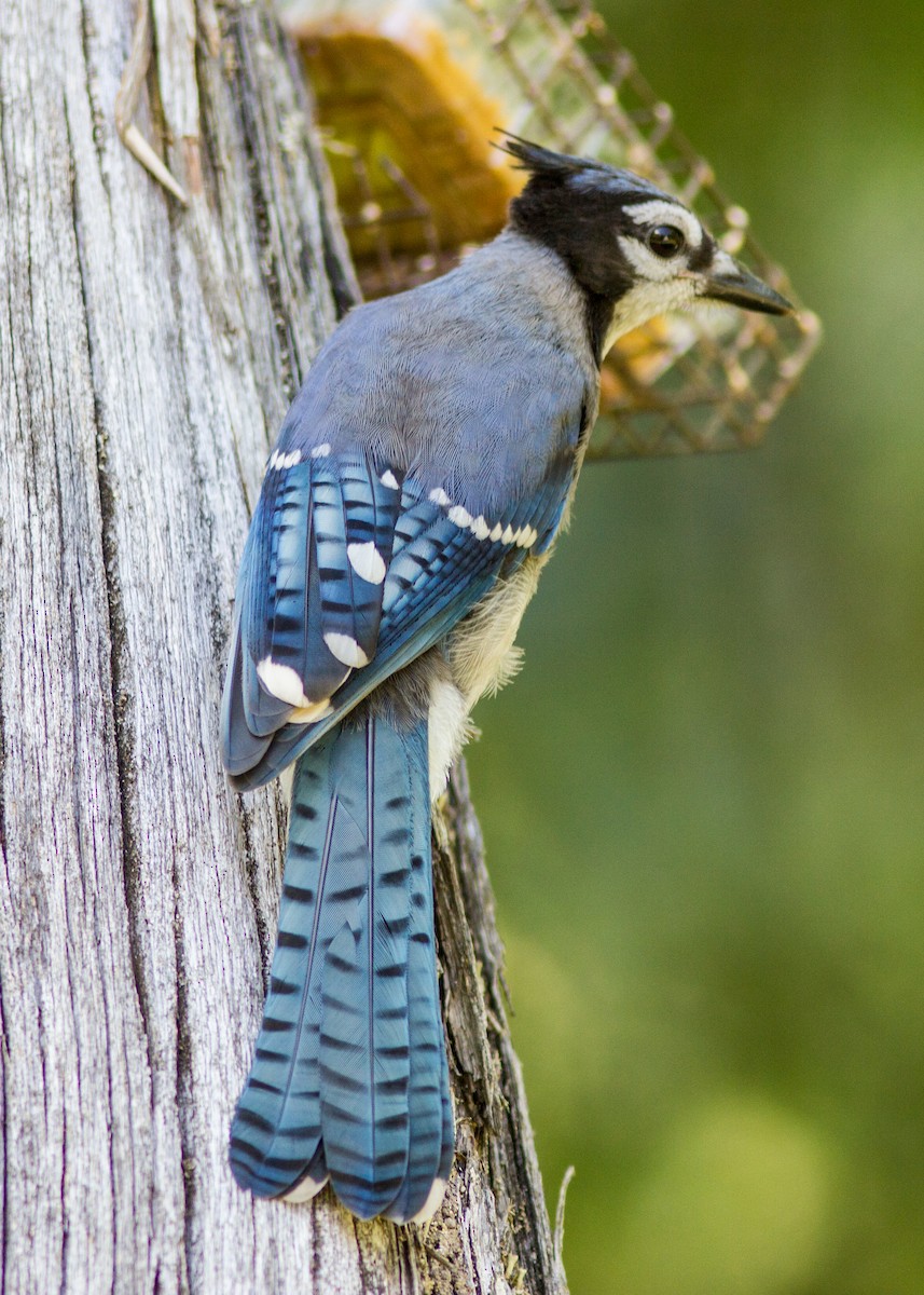 Blue Jay - ML103525921