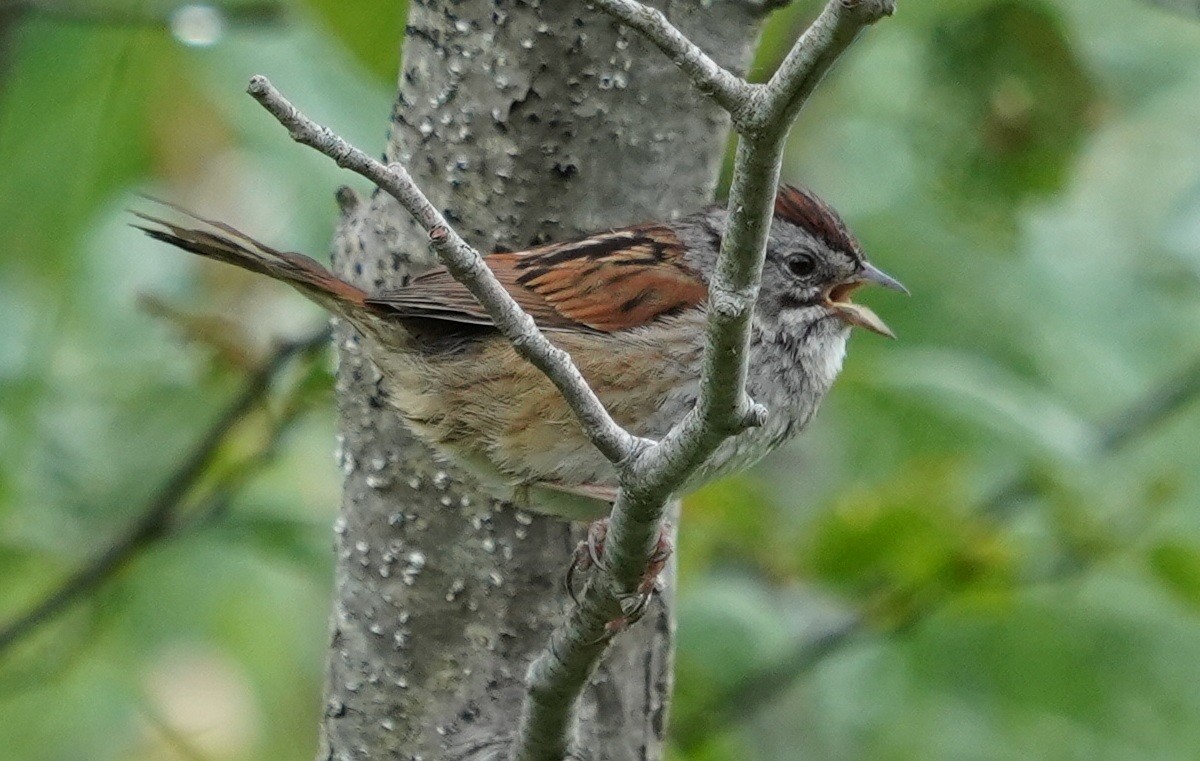 Swamp Sparrow - ML103527891