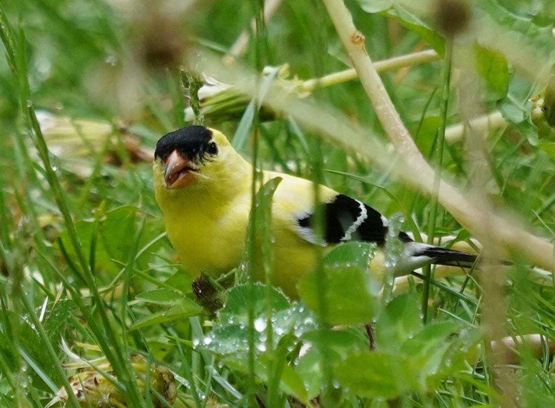 Chardonneret jaune - ML103528091