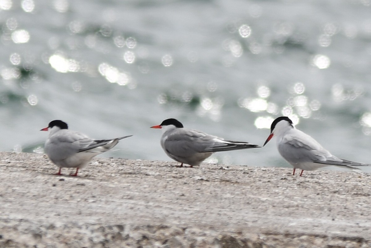 Arctic Tern - ML103528991