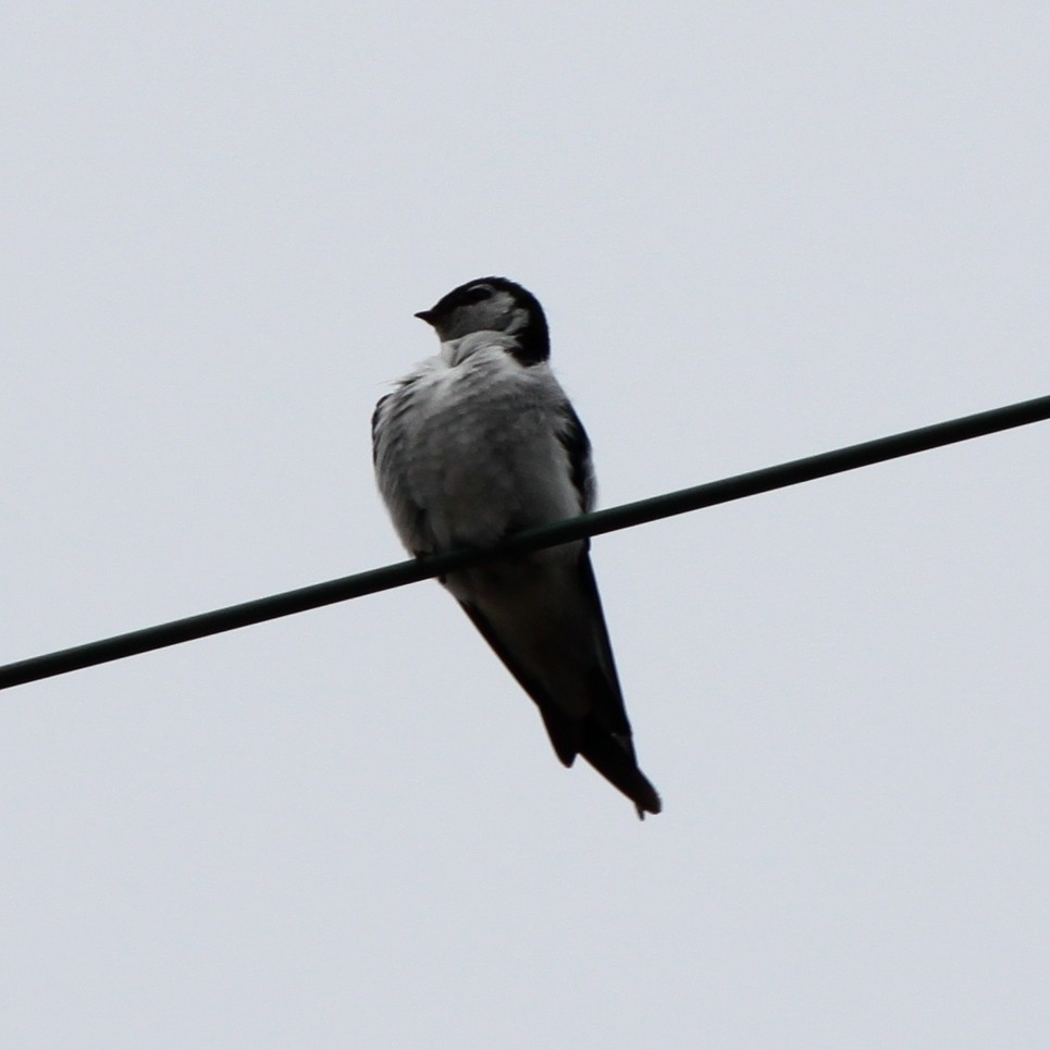 Hirondelle à face blanche - ML103530201