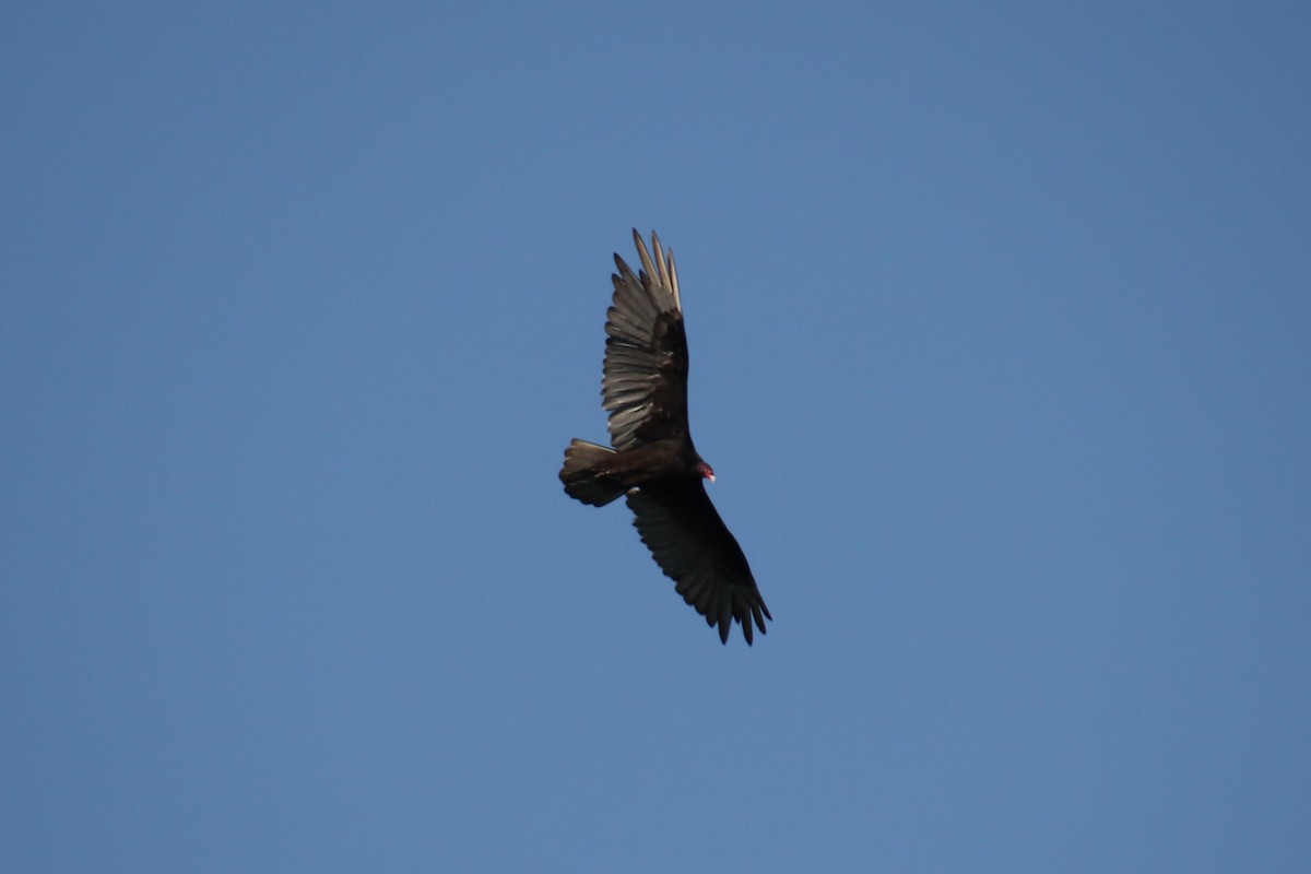 Turkey Vulture - ML103530401