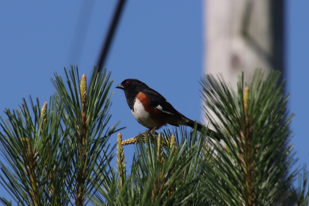 Eastern Towhee - ML103530521