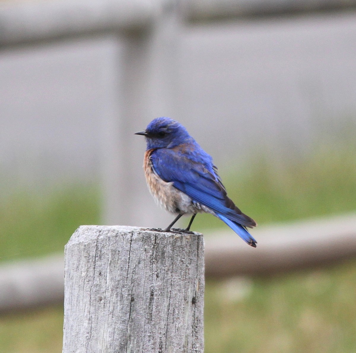 Blaukehl-Hüttensänger - ML103531051