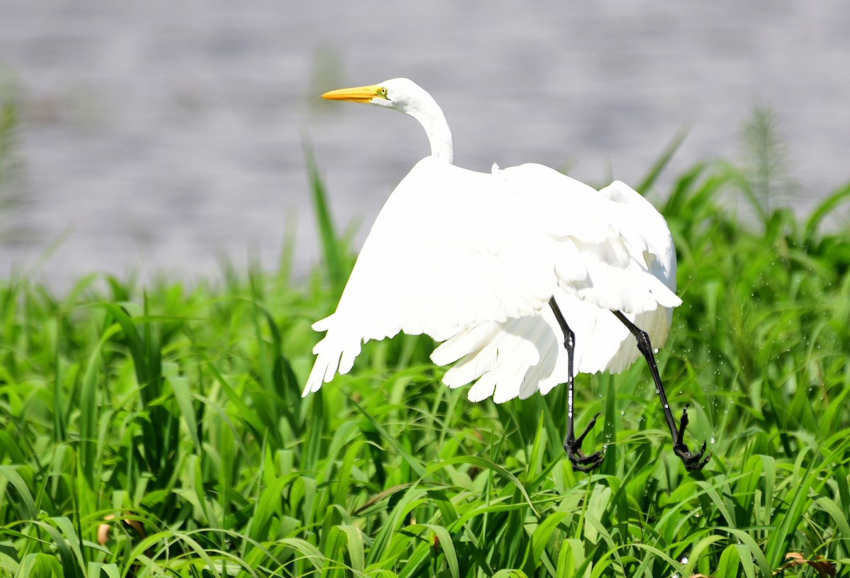 Great Egret - ML103536531