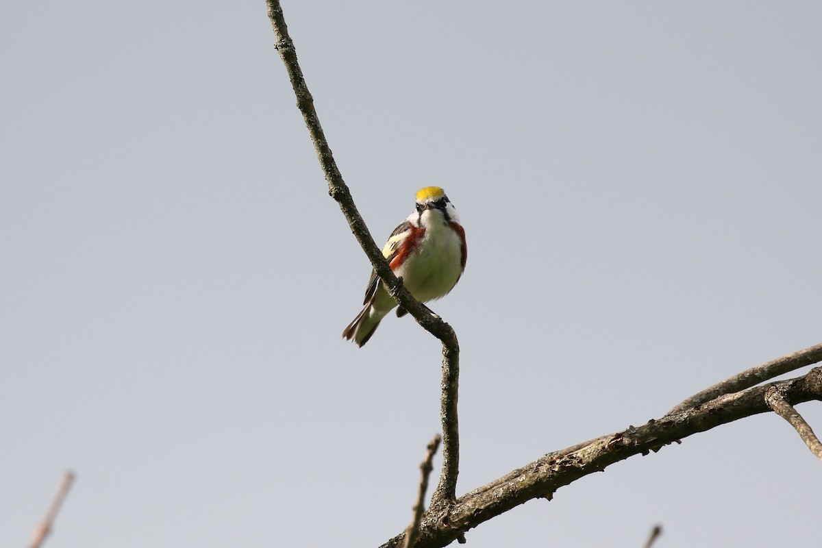 Chestnut-sided Warbler - Jim Miles