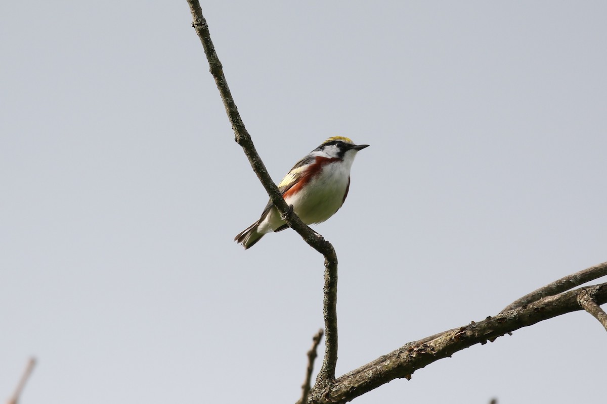 Chestnut-sided Warbler - ML103538401