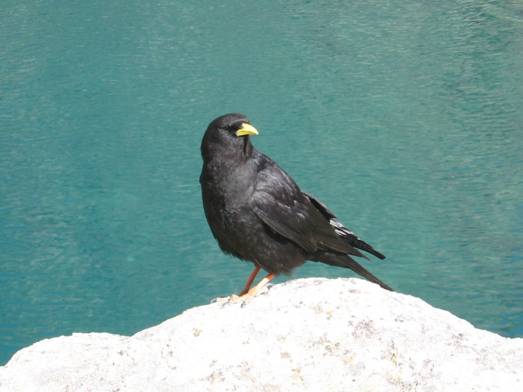 Yellow-billed Chough - Denis Trepanier