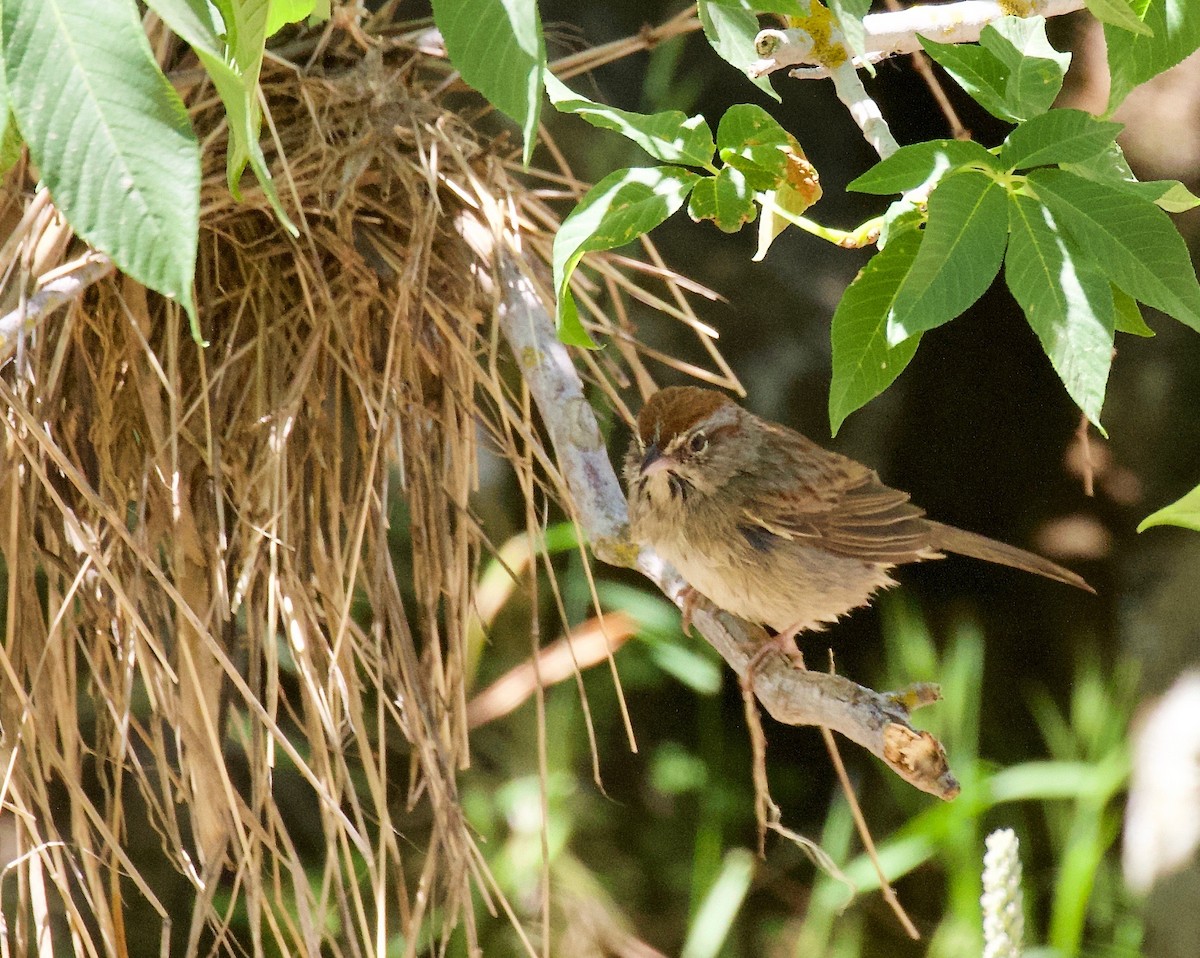 Rufous-crowned Sparrow - ML103538791