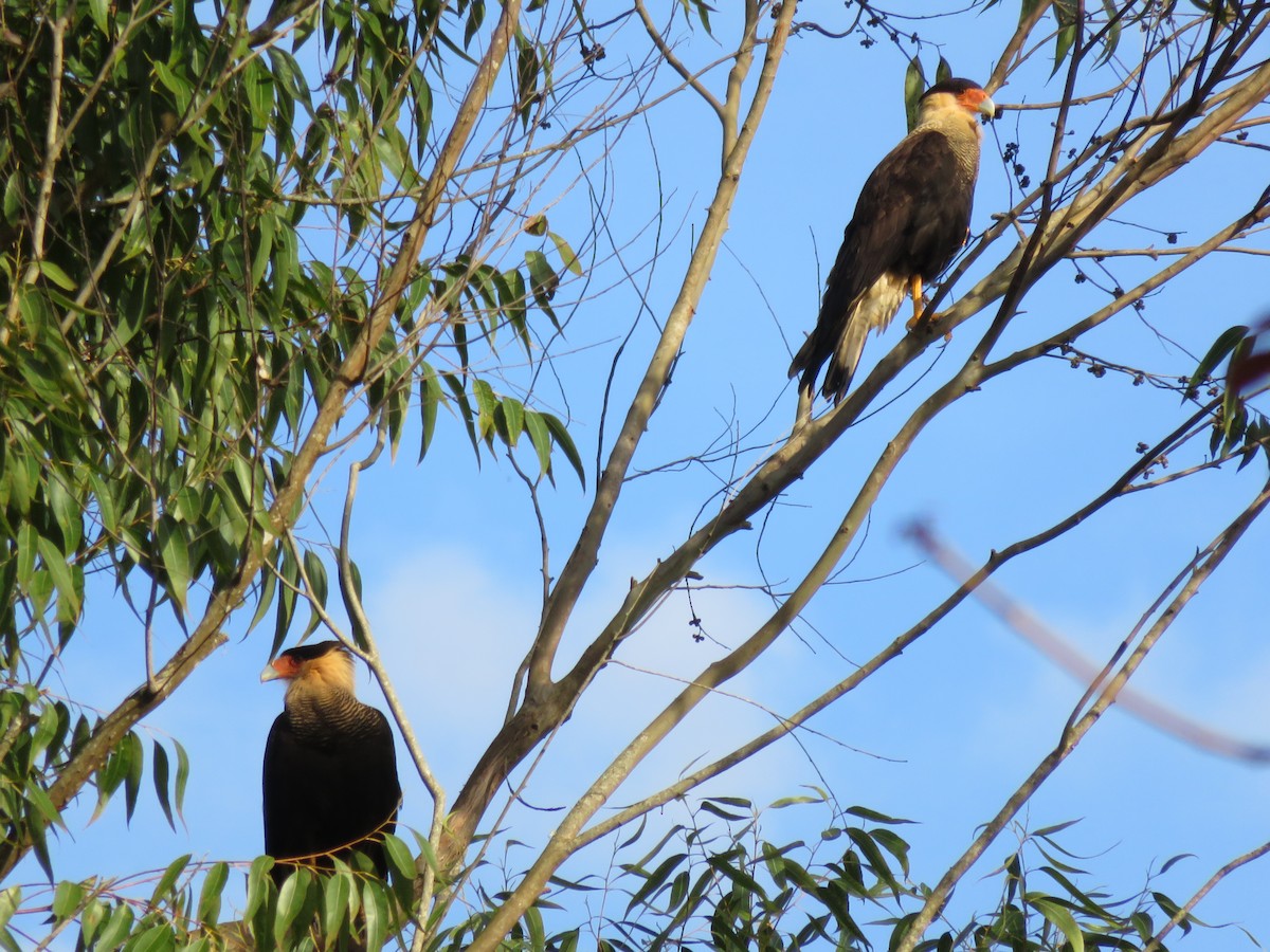 Crested Caracara (Southern) - Pedro Brito