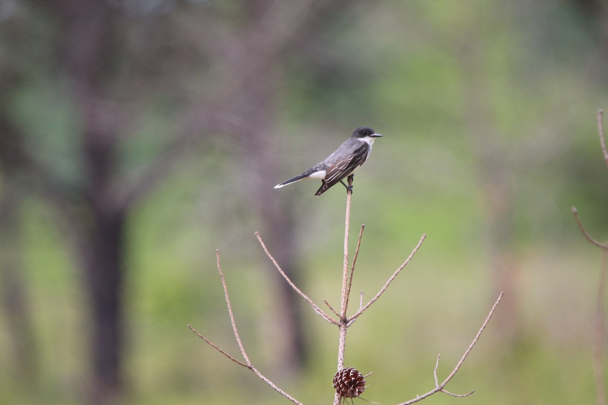 Eastern Kingbird - ML103539131