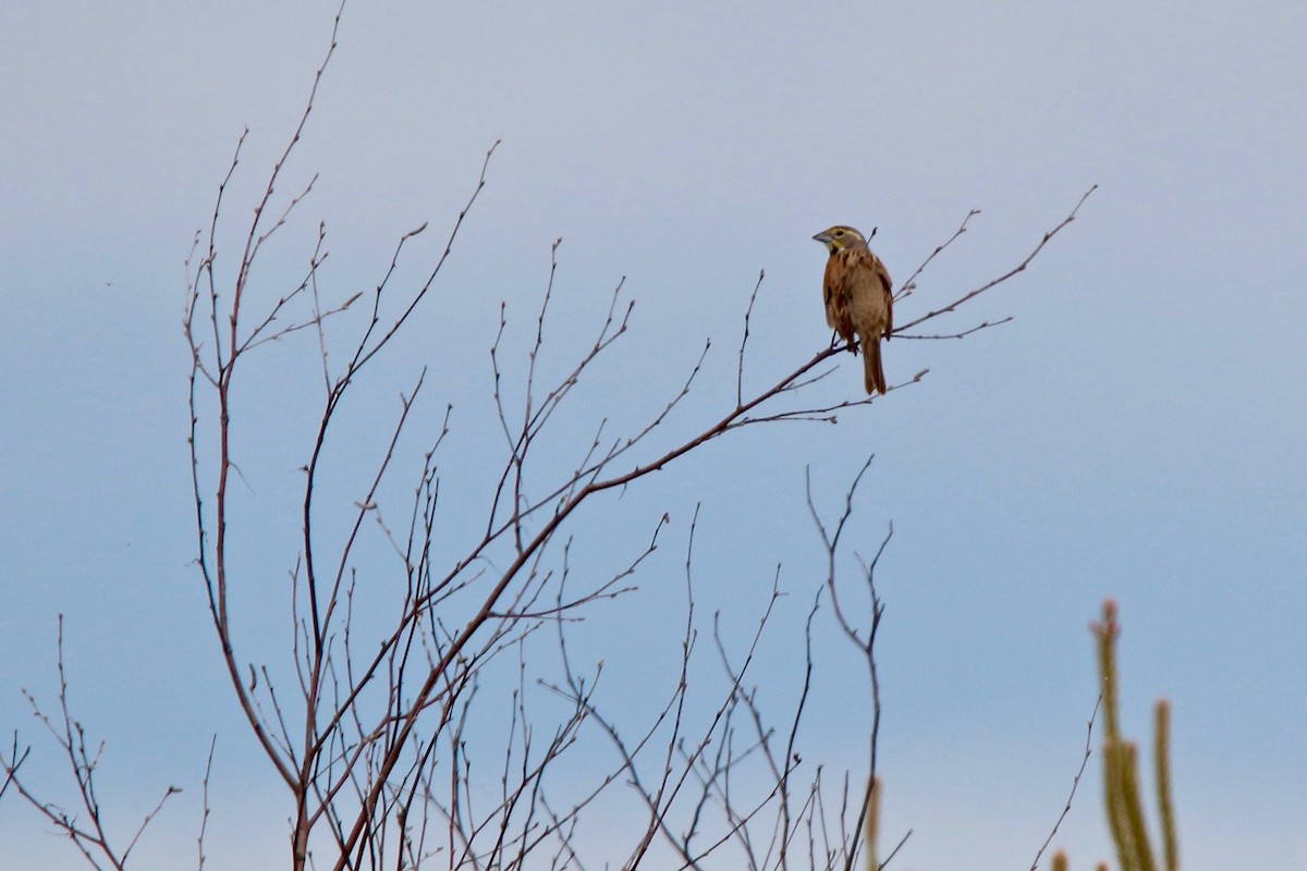 Dickcissel d'Amérique - ML103539301