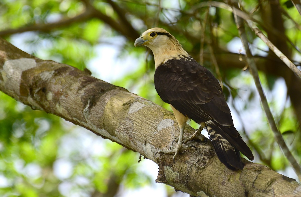 Yellow-headed Caracara - Luiz Moschini