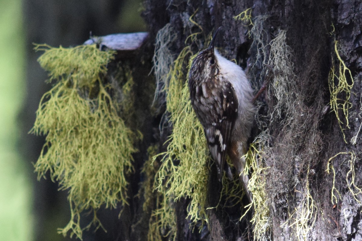 amerikatrekryper - ML103541461