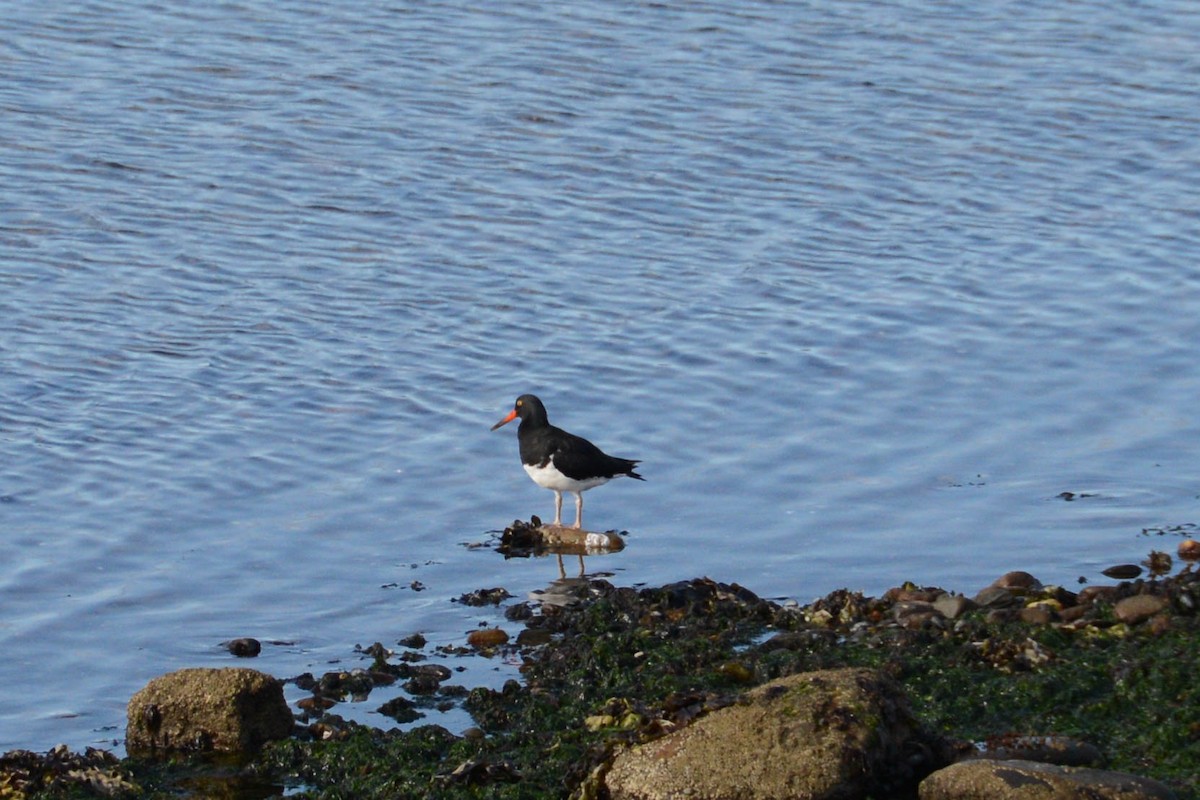 Magellanic Oystercatcher - Nige Hartley