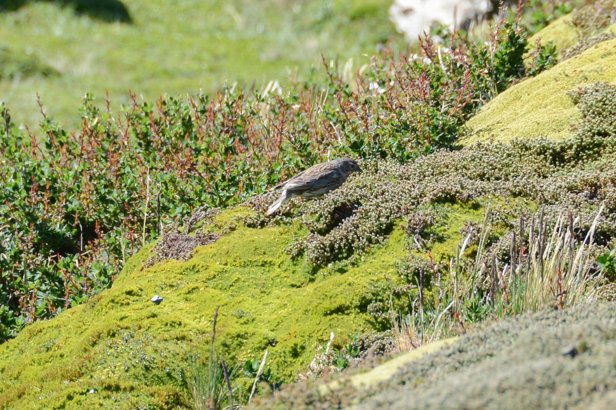 Yellow-bridled Finch - ML103542401