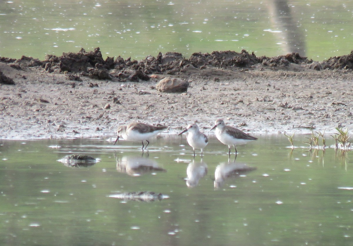 Western Sandpiper - ML103543341