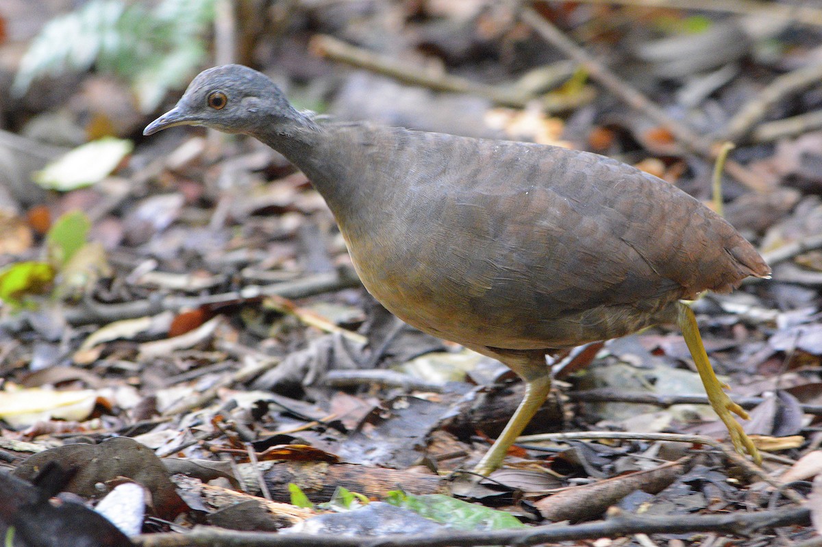 Little Tinamou - Jorge Dangel