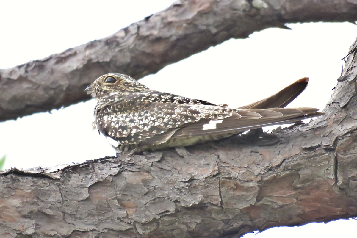 Common Nighthawk - ML103543361