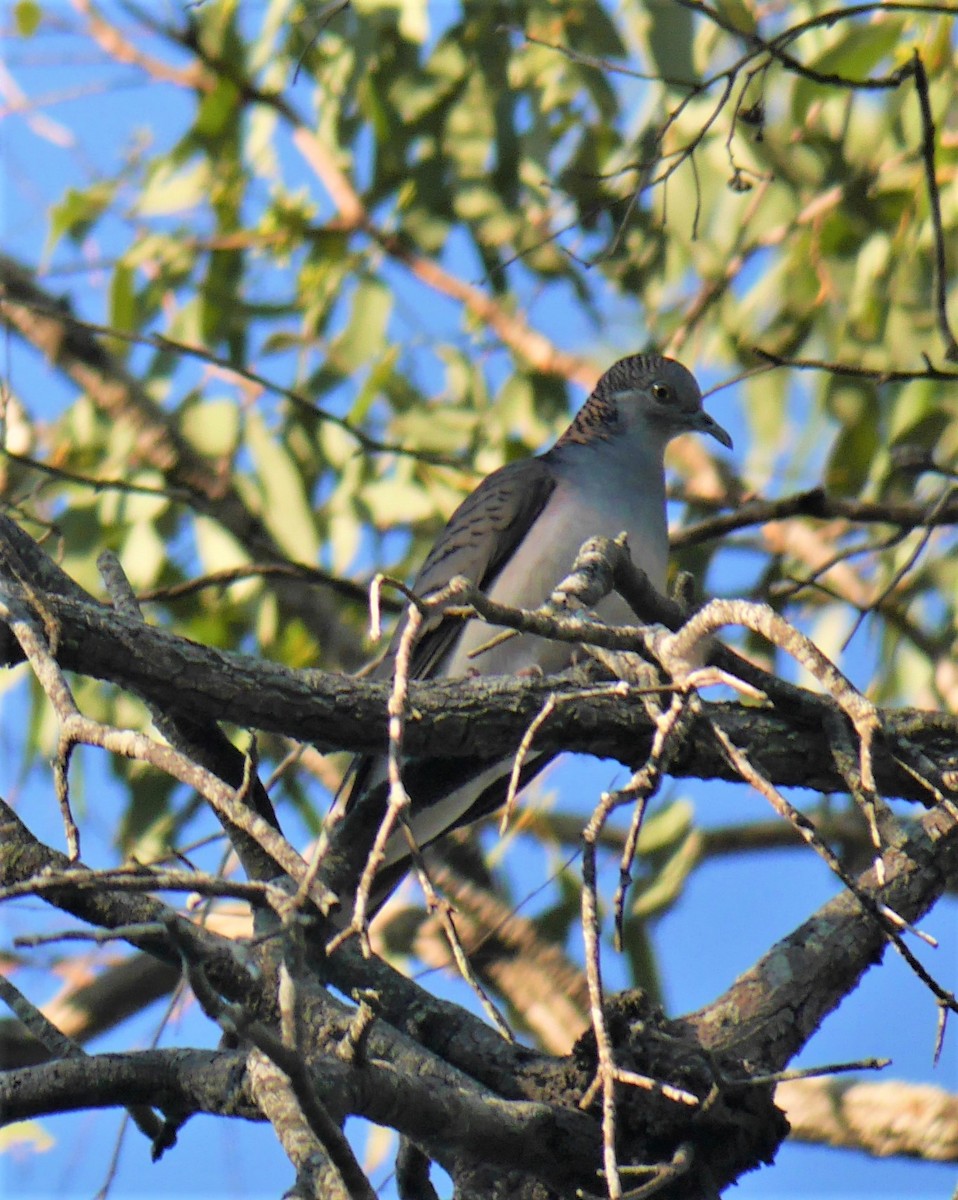 Kupfernackentäubchen - ML103543591