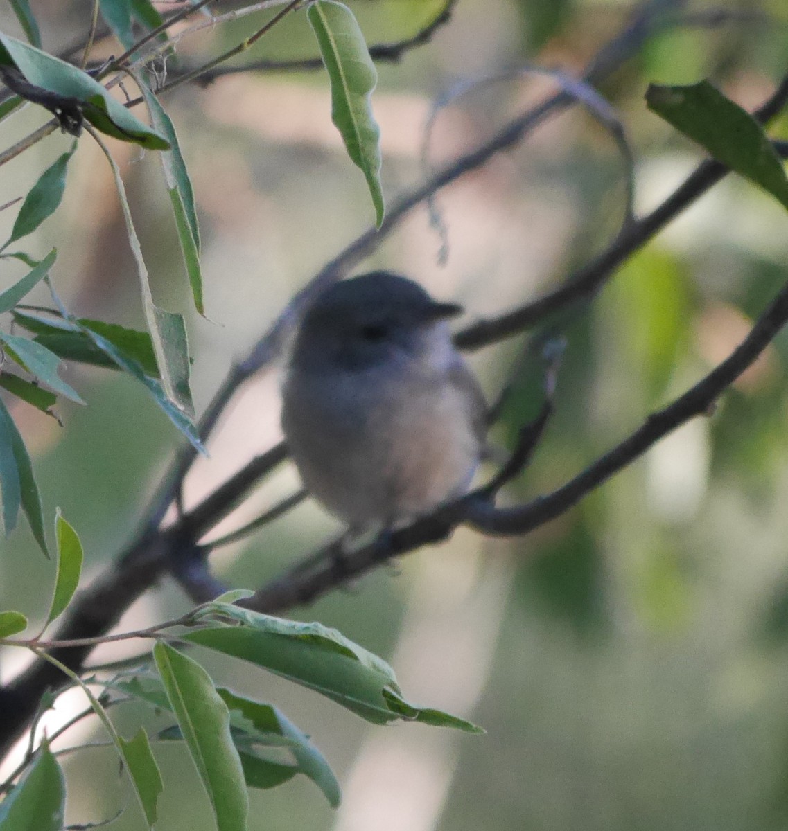 Rosenschnäpper - ML103544351