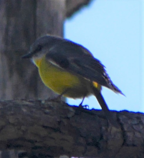 Goldbauchschnäpper - ML103544891