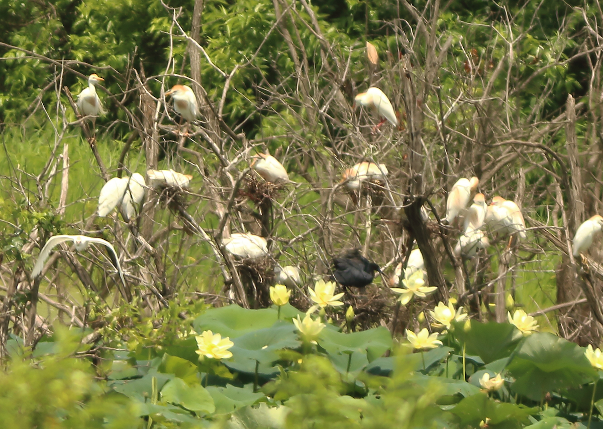 Little Blue Heron - Richard Kinney