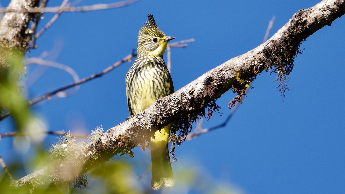 Striated Bulbul - ML103547051