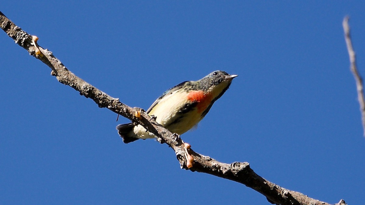 Fire-breasted Flowerpecker - ML103547061