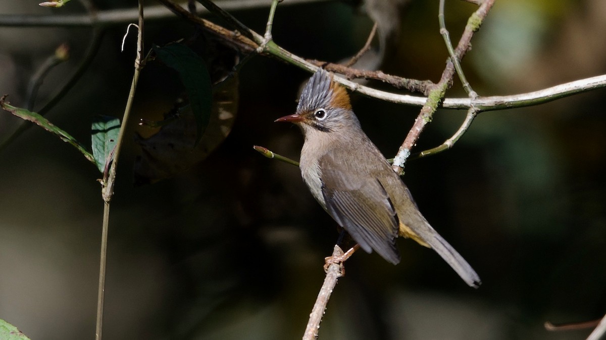 Rufous-vented Yuhina - ML103547371