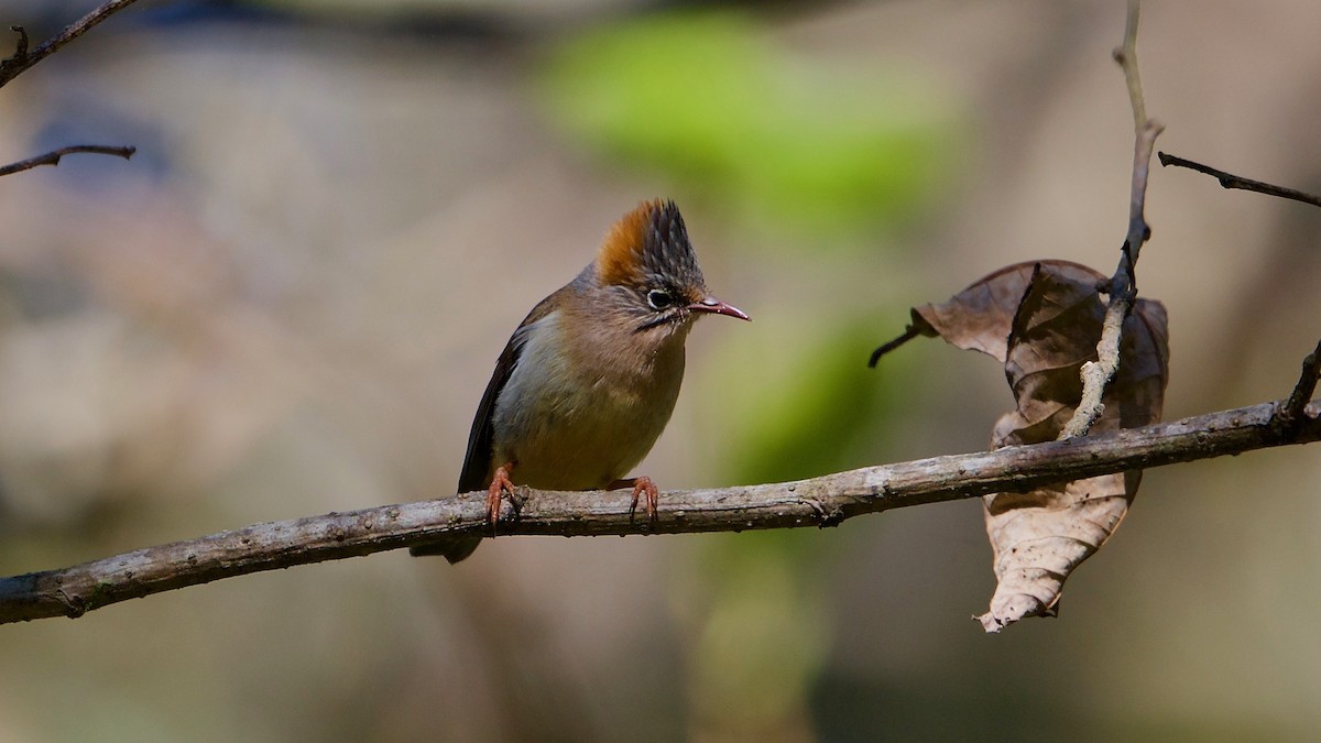 Rufous-vented Yuhina - ML103547441