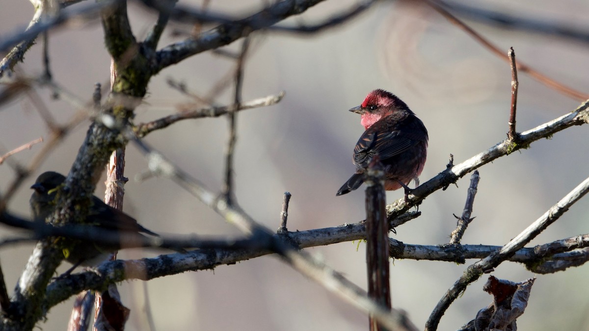 Dark-breasted Rosefinch - Snehasis Sinha