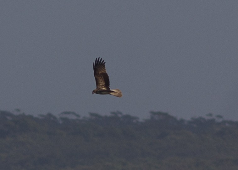 Whistling Kite - ML103548051