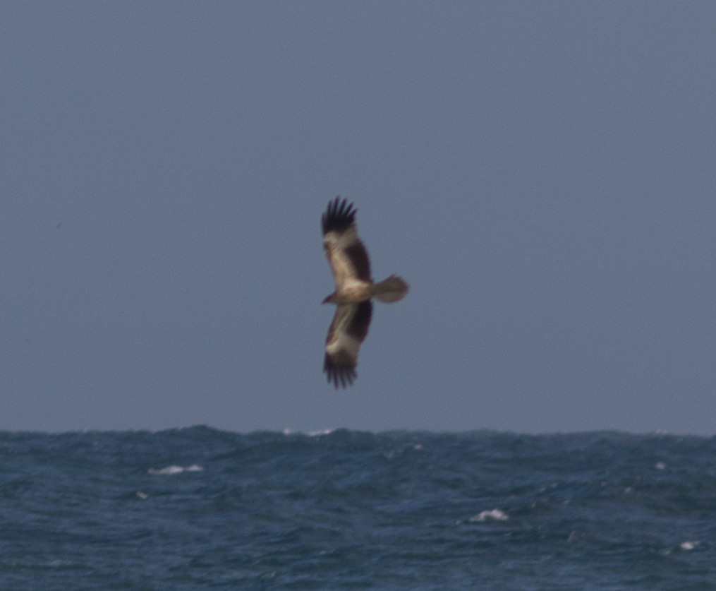 Whistling Kite - ML103548061