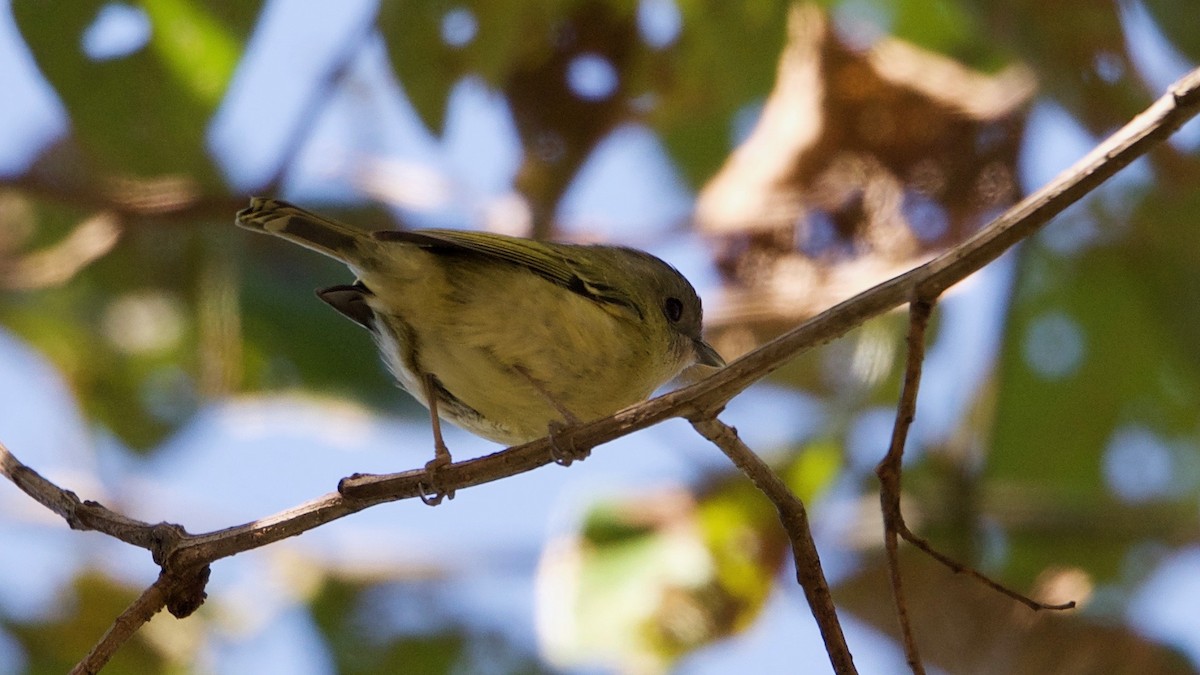 Green Shrike-Babbler - Snehasis Sinha