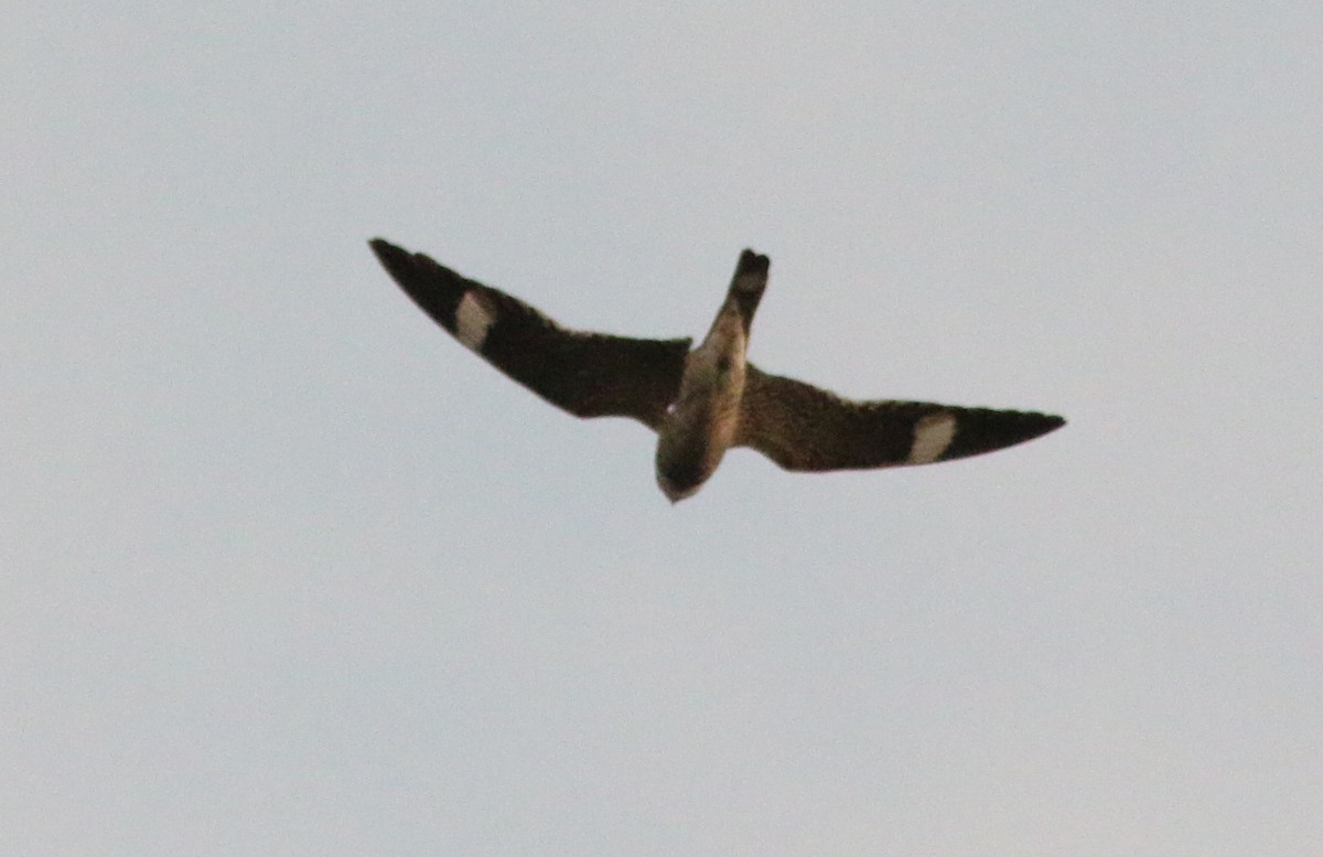 Common Nighthawk - ML103549011