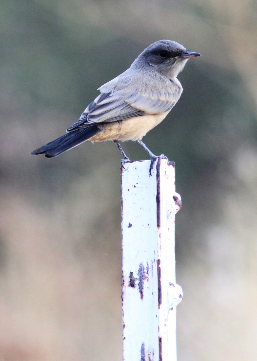 Say's Phoebe - ML103549101