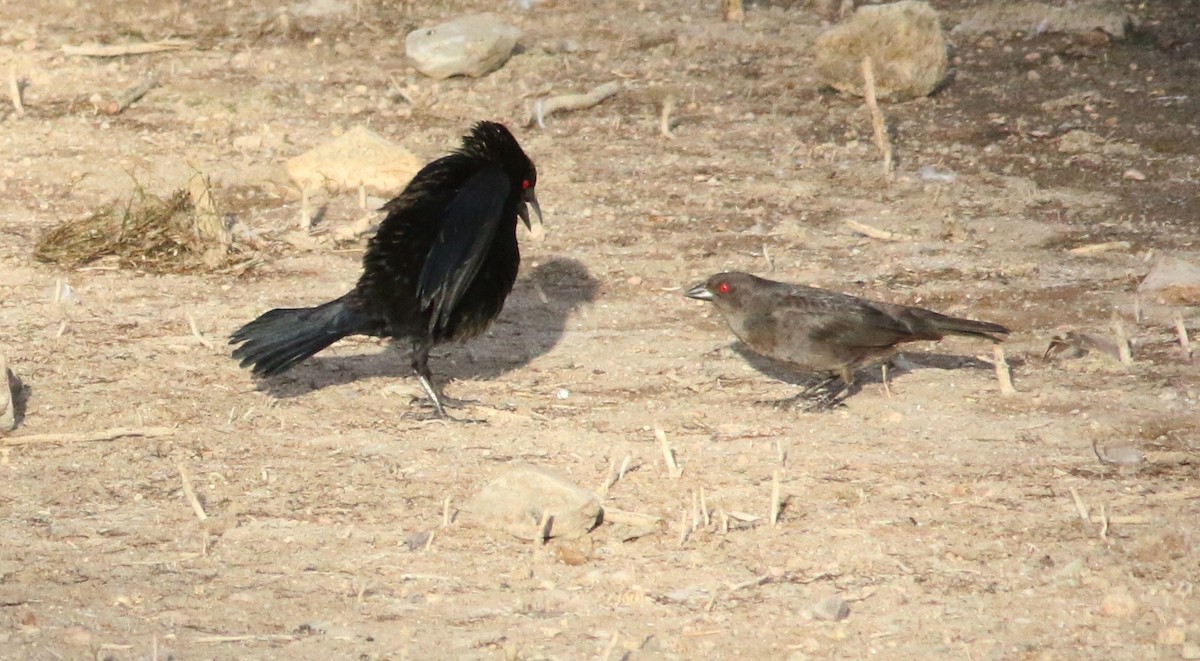 Bronzed Cowbird - ML103549681