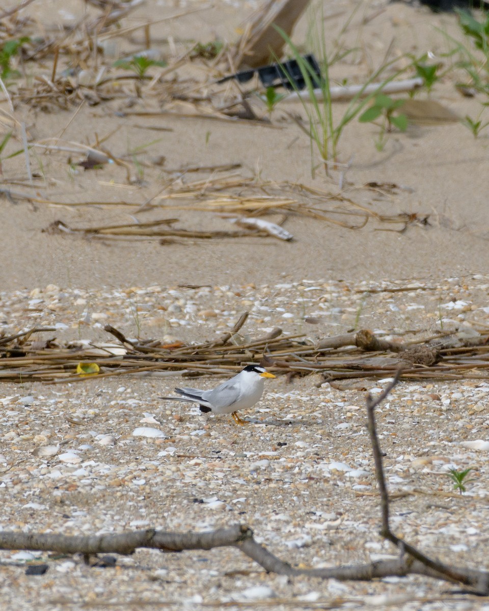 Least Tern - ML103549871