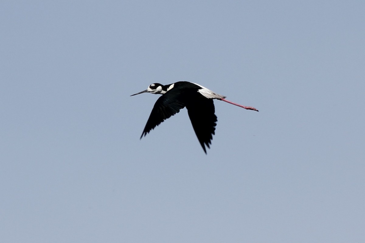 Black-necked Stilt - ML103551201